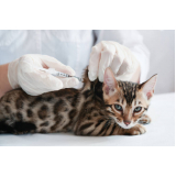 vacina quíntupla felina Vila Cavaton