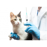 vacina v4 para gatos agendar Santa Cecília