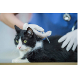 vacinas em gatos Ibirapuera