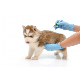 vacinas para cachorros filhotes Paraíso