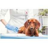 Vacina Antirrábica para Cachorro Bom Retiro