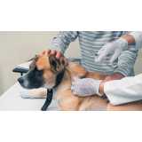 Vacina da Raiva para Cachorro