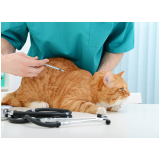 vacinas para gatos malhados Consolação