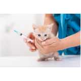 Vacina para Gato Bom Retiro