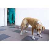 valor de cirurgia de castração de cadela Pacaembu