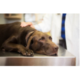 veterinaria especialista em olhos de cachorro contato Vila Barra Funda