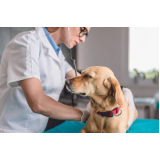 veterinaria especialista em pele de cachorro contato Vila Picinin