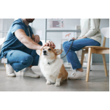 veterinaria pró cão contato Pinheiros