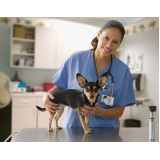 veterinário cachorro contato Santana