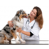 veterinário cachorro Campos Elíseos