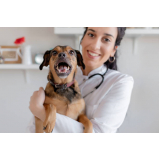 veterinário cães e gatos contato Jardim Vera Cruz