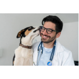 veterinário cães e gatos Lapa
