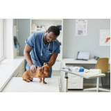 veterinário cães Consolação