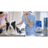 veterinário de cães contato Paraíso
