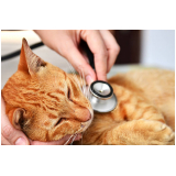 veterinário de gato contato Paulista