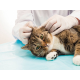 veterinário de gato Jardim Cachoeira