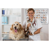 veterinário especialista em cachorro Vila União