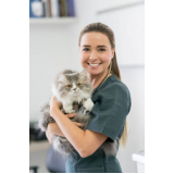 veterinário especialista em gatos e cachorros endereço Vila Arcádia