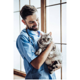 veterinário especialista em gatos e cachorros Vila Iório