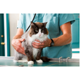 veterinário especializado em felinos contato Bairro do Limão