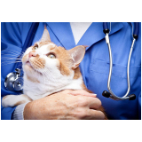 veterinário especializado em felinos Campos Elíseos