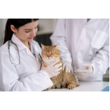 veterinário ortopedista para gatos endereço Vila União