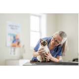 veterinário ortopedista para gatos Sumarezinho