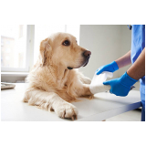 veterinário para cachorro contato Vila Santa Delfina