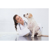 veterinário para cachorro Aclimação