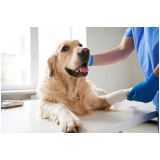 veterinário para cães contato Ibirapuera