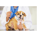 veterinário para cães Vila Cavaton