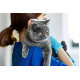 veterinário para gato 24 horas contato Santa Cecília