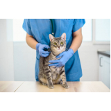 veterinários especialistas em gatos Bairro do Limão