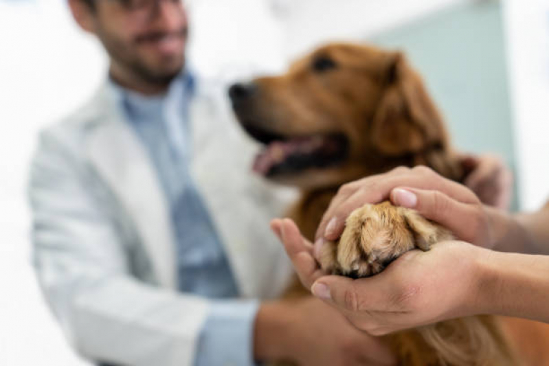 Tratamento de Ozonioterapia em Cachorro Sítio Morro Grande - Ozonioterapia para Cães Idosos