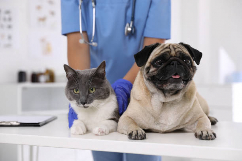 Tratamento de Ozonioterapia em Gatos Lapa - Ozonioterapia para Cachorro Bom Retiro