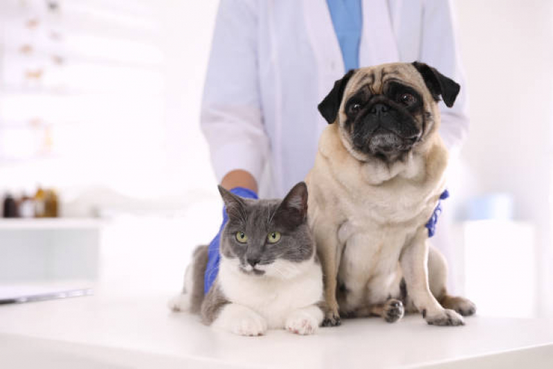 Tratamento de Ozonioterapia para Cachorro Bairro Urbanizadora - Ozonioterapia em Gatos