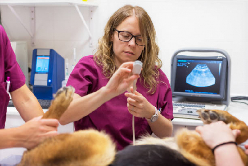 Ultrassom Abdominal Cachorro Agendar Paraíso - Exames Veterinarios