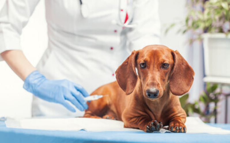 Vacina Animal Valor Jardim São Silvestre - Vacina contra Raiva para Cachorro
