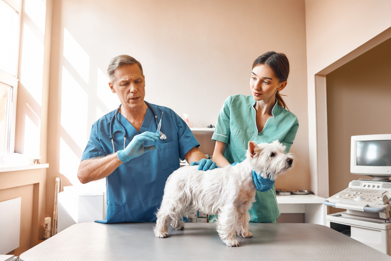 Vacina Antirrábica Cachorro Valor Paraíso - Vacina Animal Antirrábica