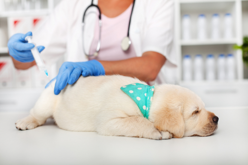 Vacina Antirrábica Cachorro Santa Cruz - Vacina Animal Antirrábica