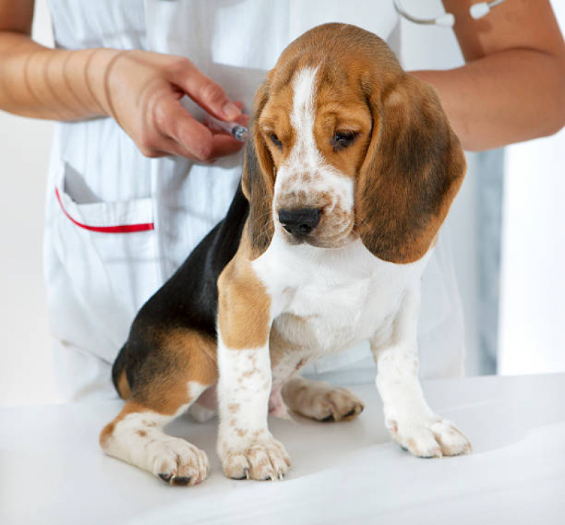 Vacina Antirrábica em Cachorro Marcar Itaim Bibi - Vacina Gripe Canina