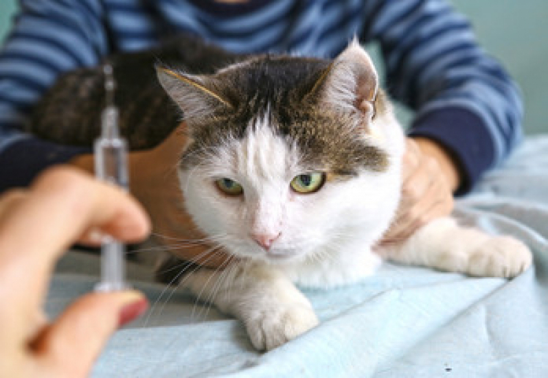 Vacina Antirrábica Gato Valores Cerqueira Cezar - Vacina para Raiva Gato