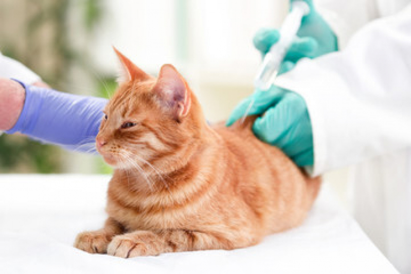 Vacina Antirrábica Gato Sumarezinho - Vacina para Gato Barra Funda