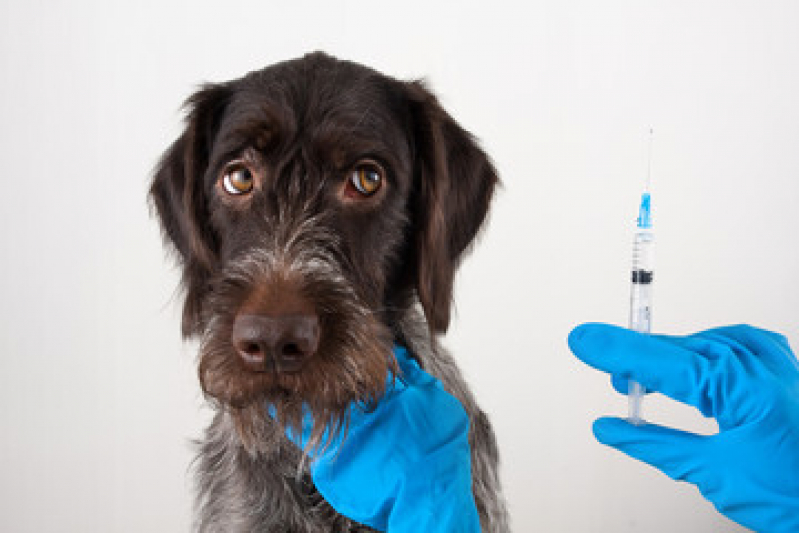Vacina Antirrábica para Cachorro Valor Itaberaba - Vacina Animal Antirrábica