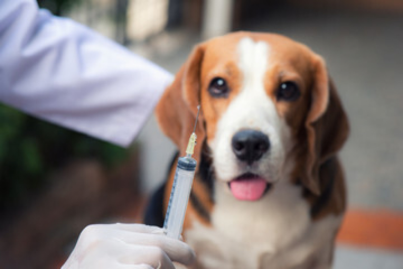 Vacina Antirrábica para Cachorro Jardim Cachoeira - Vacina Antirrábica Animal
