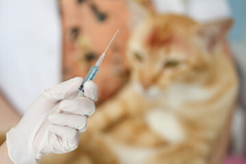 Vacina Antirrábica para Gato Vila Barra Funda - Vacina para Gato Bom Retiro