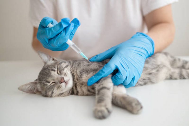 Vacina Antirrábica para Gatos Agendar Jardim das Bandeiras - Vacinas Gato