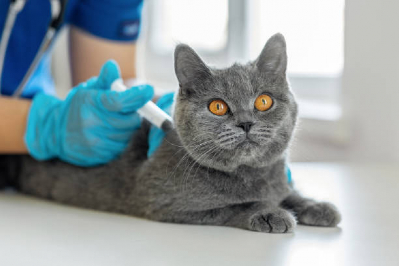 Vacina Antirrábica para Gatos Cerqueira Cezar - Vacina Gato