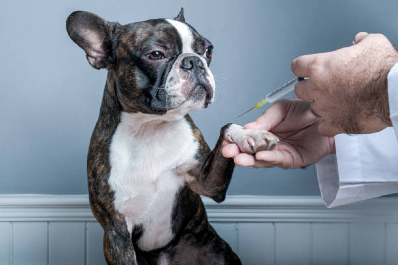 Vacina Cachorro Filhote Santa Cruz - Vacinas para Cachorros Filhotes