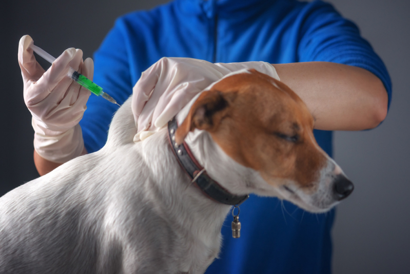 Vacina contra Raiva Cachorro Valor Bela Vista - Vacina Antirrábica para Cachorro